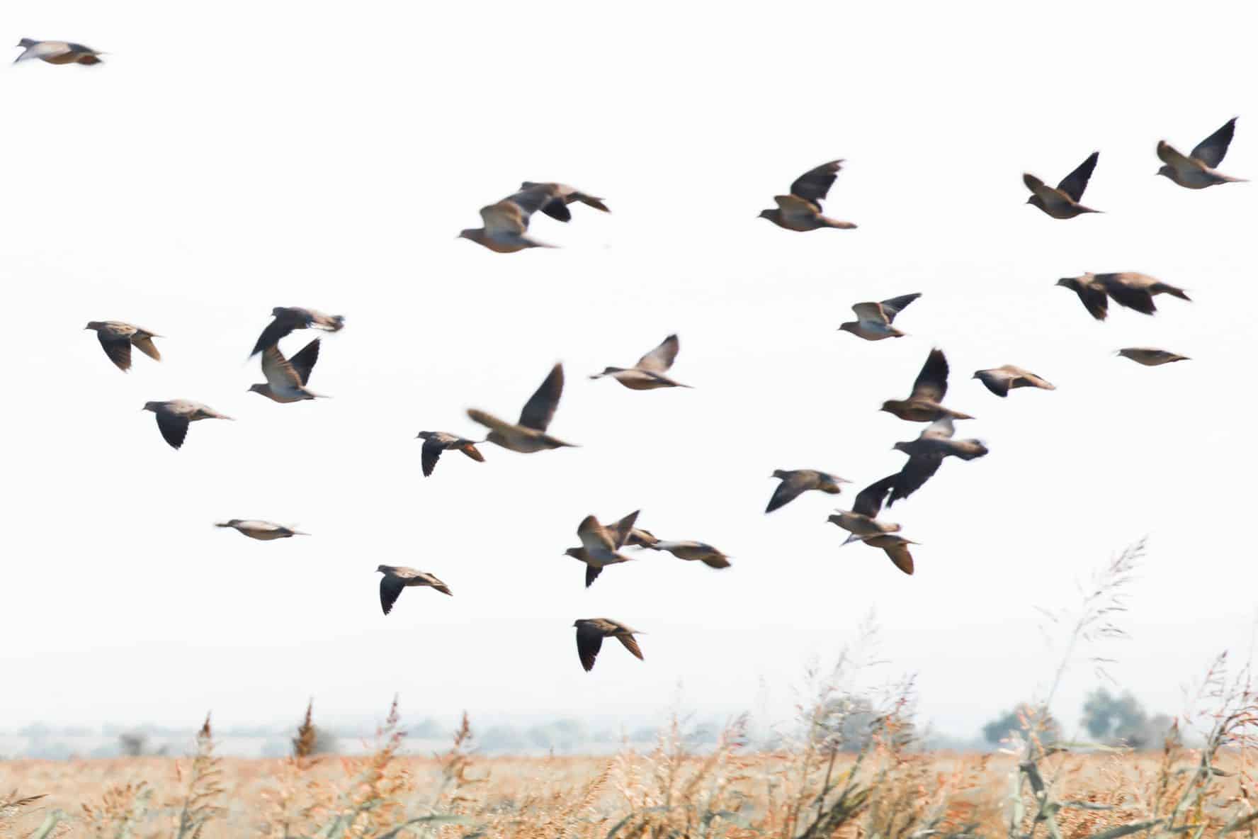 argentina-dove-hunt-cordoba-dove-hunting-argentina-dove-shooting