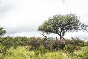 Dove Hunting in Tucuman_13